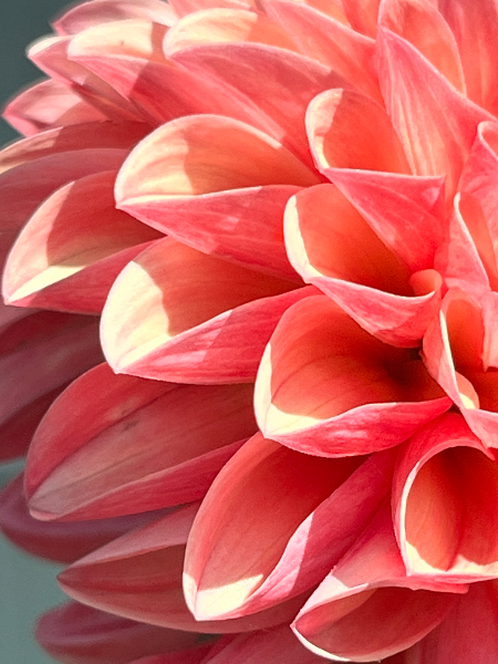 closeup detail of peach and pink dahlia blossom