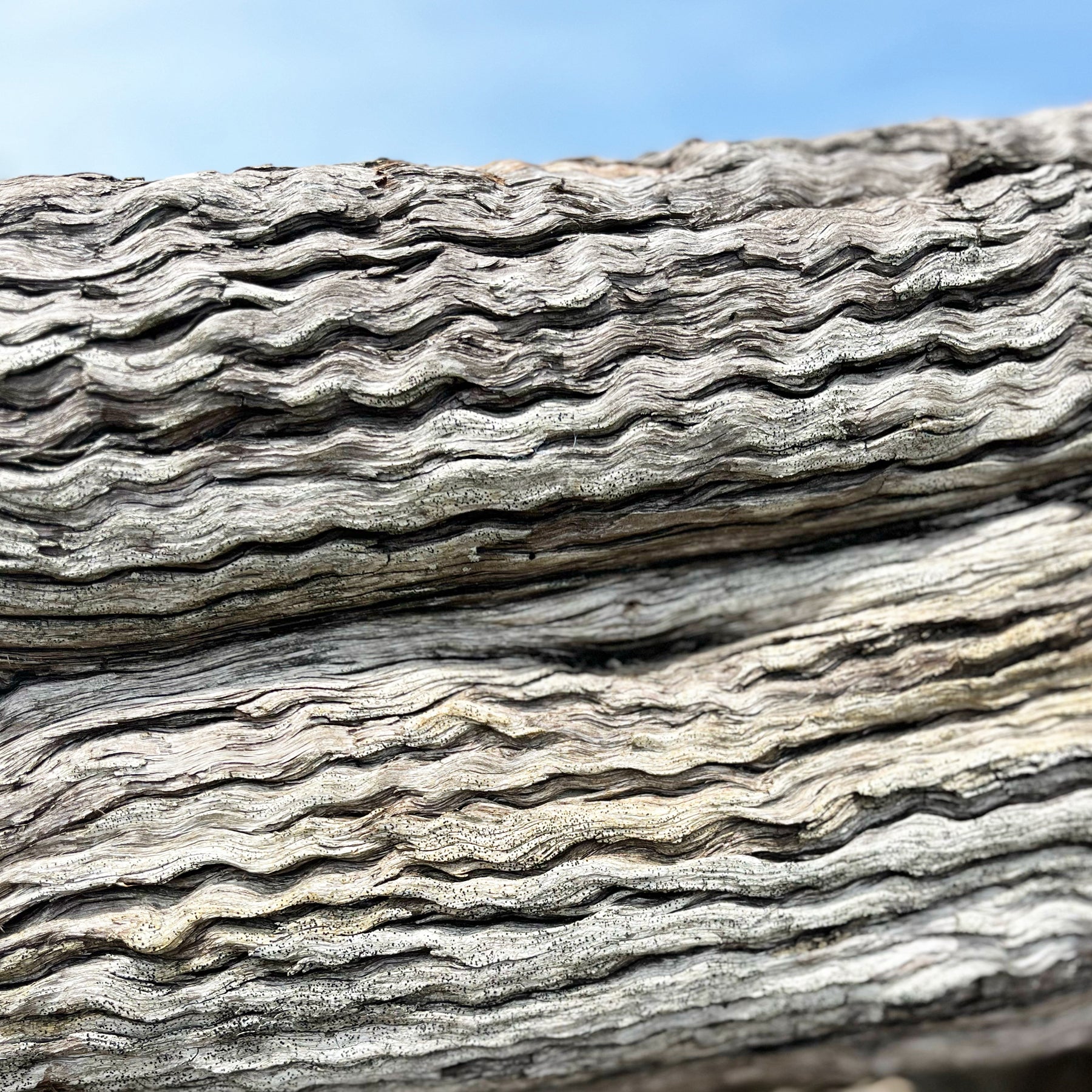 A detail of curly looking driftwood
