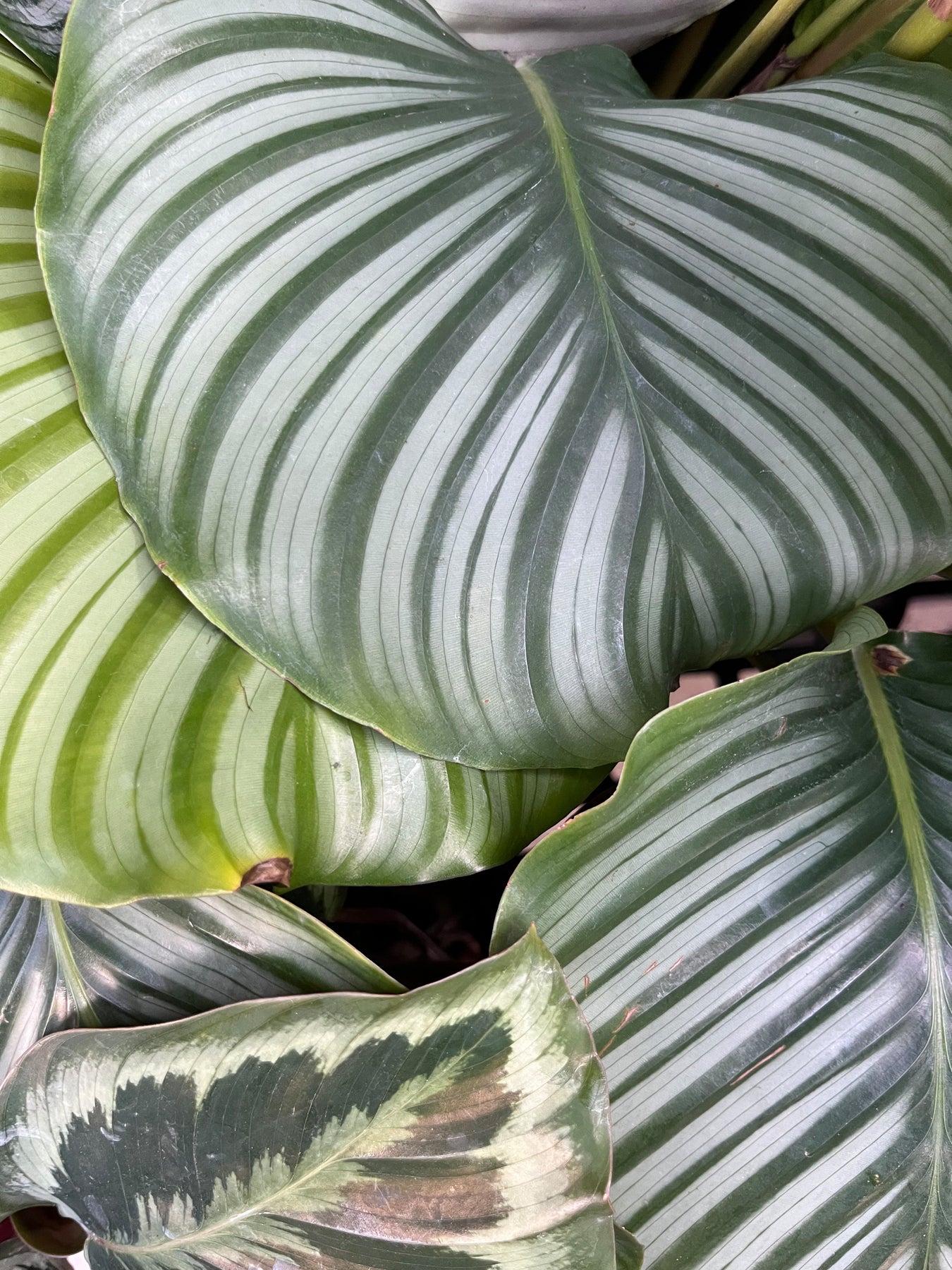 A detail of lined decorative hosta leaves