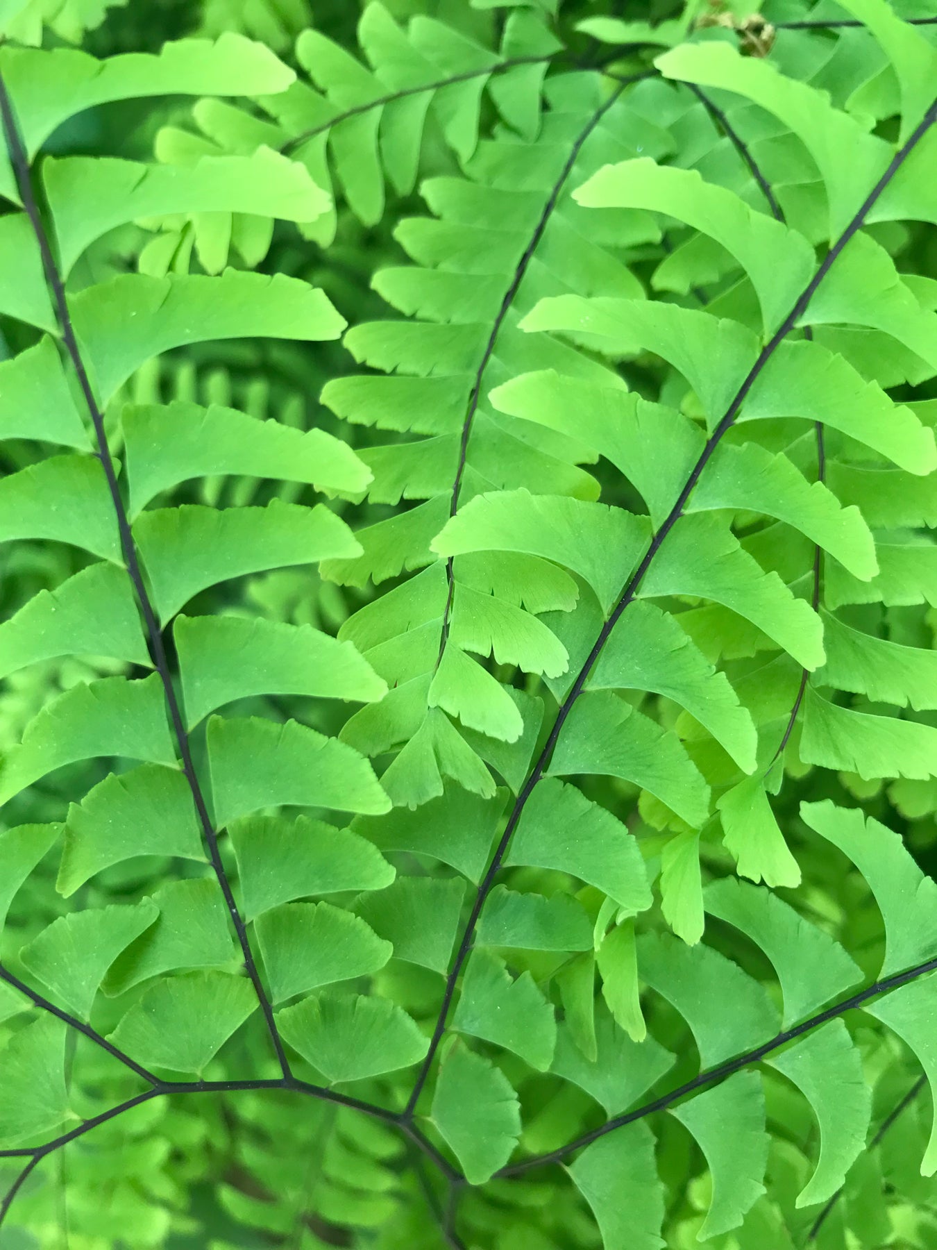 A detail of some ferns