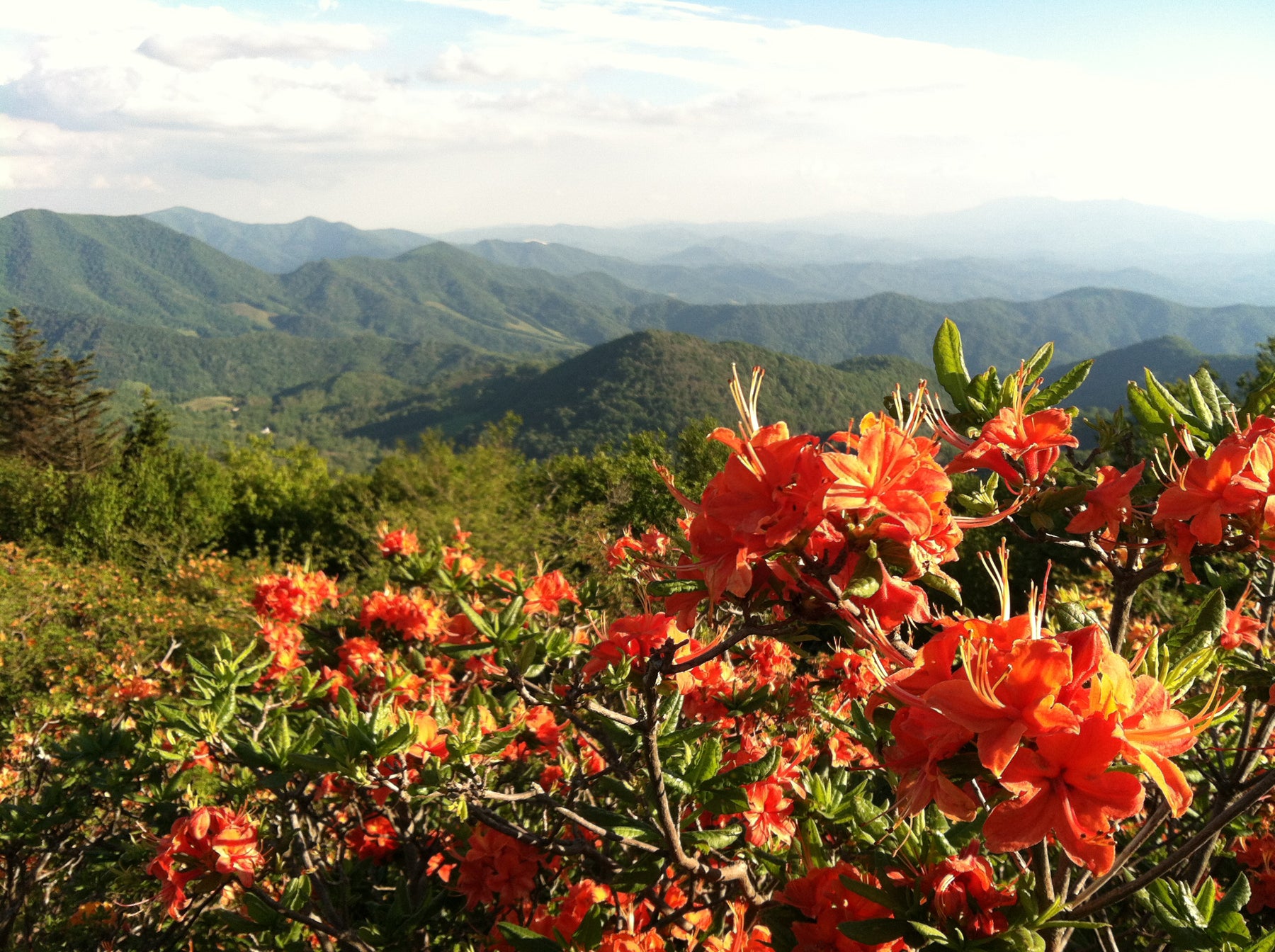 Bright reddish orange azaleas in the foreground, green blue ridge mountains in the background on a sunny day. 