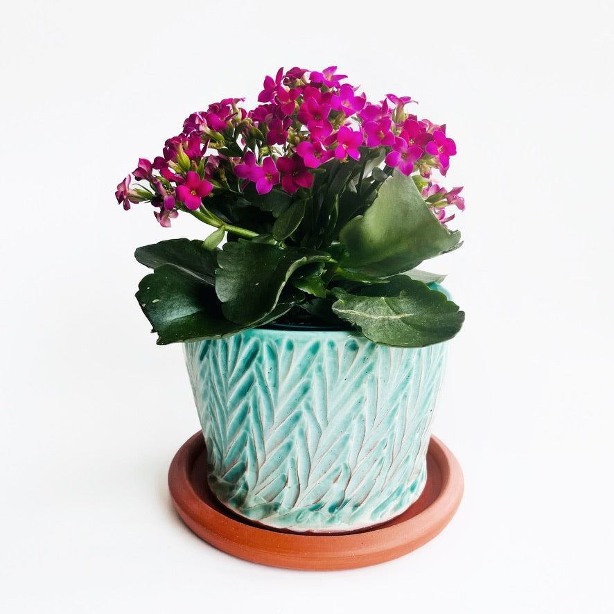 Potted plant with pink flowers in a decorative green pot on a white background